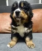 バーニーズ・マウンテン・ドッグ【兵庫県・女の子・2025年7月28日・ブラックラスト&ホワイト】の写真2「足も太く大きいです🩷」