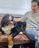 バーニーズ・マウンテン・ドッグ【兵庫県・女の子・2025年7月28日・ブラックラスト&ホワイト】の写真5「ほのぼのタイム🩷性格の優しいペイ君です✨」