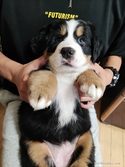 S.H 様のお迎えした子犬