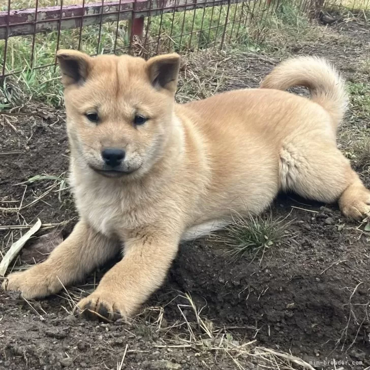 ID：2410-05859の子犬