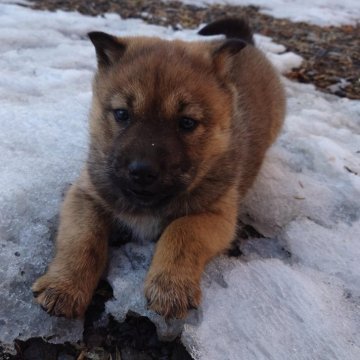 北海道犬【北海道・女の子・2025年1月9日・虎毛】の写真「春一緒に楽しめる可愛い女の子！」