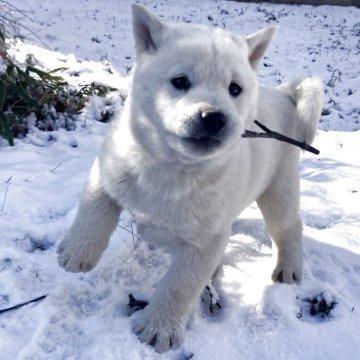 北海道犬【北海道・女の子・2025年10月23日・白】の写真「綺麗な白の女の子です！」