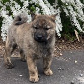 北海道犬