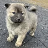 北海道犬【北海道・男の子・2025年10月20日・虎毛】の写真3「めんこい！」