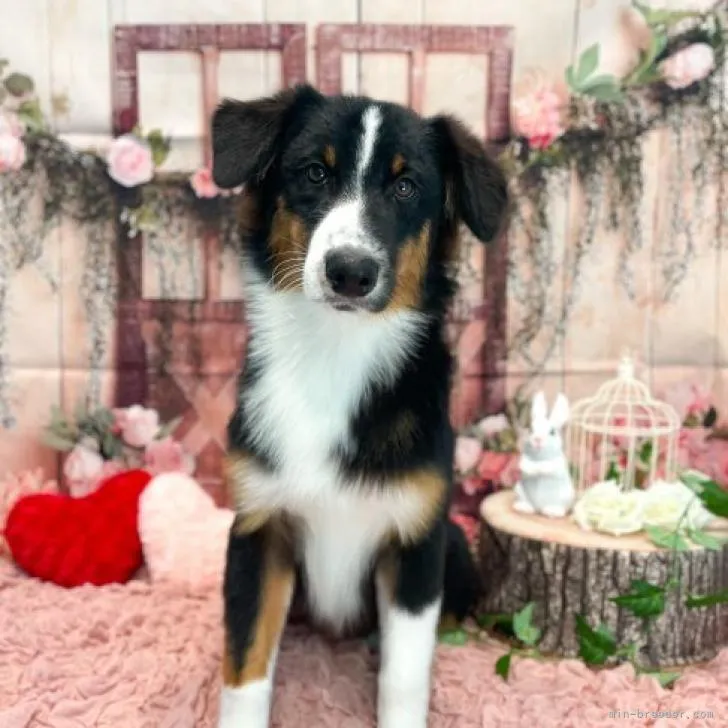 ID：2210-01029の子犬