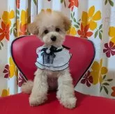 タイニープードル