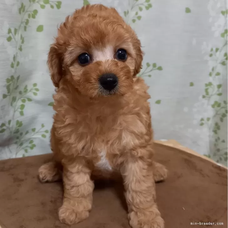 ID:2408-07822の子犬