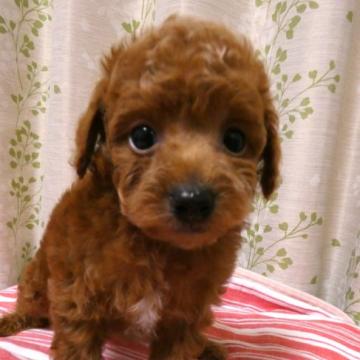 トイプードル(トイ)【栃木県・男の子・2022年9月30日・レッド】の写真「11日～13日限定価格！おめめの大きな美男子くん」