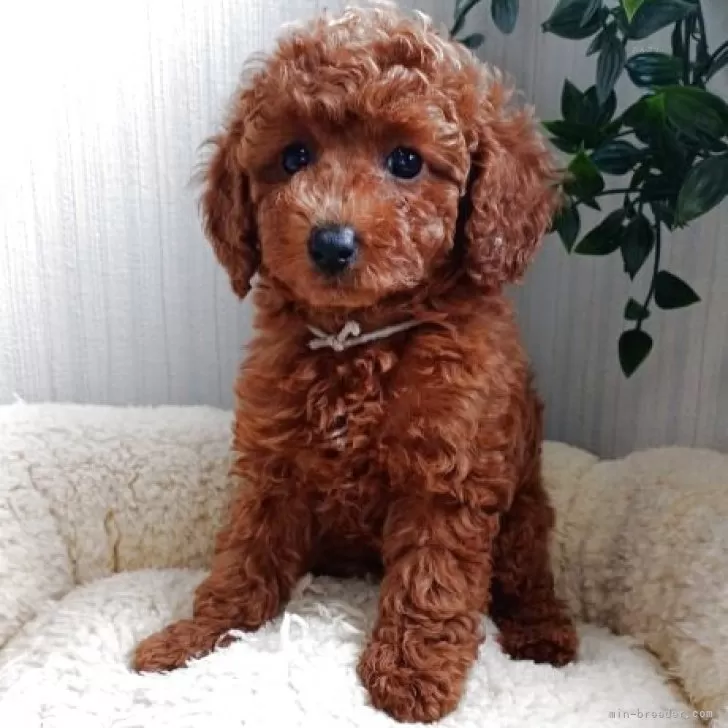 ID：2504-05569の子犬