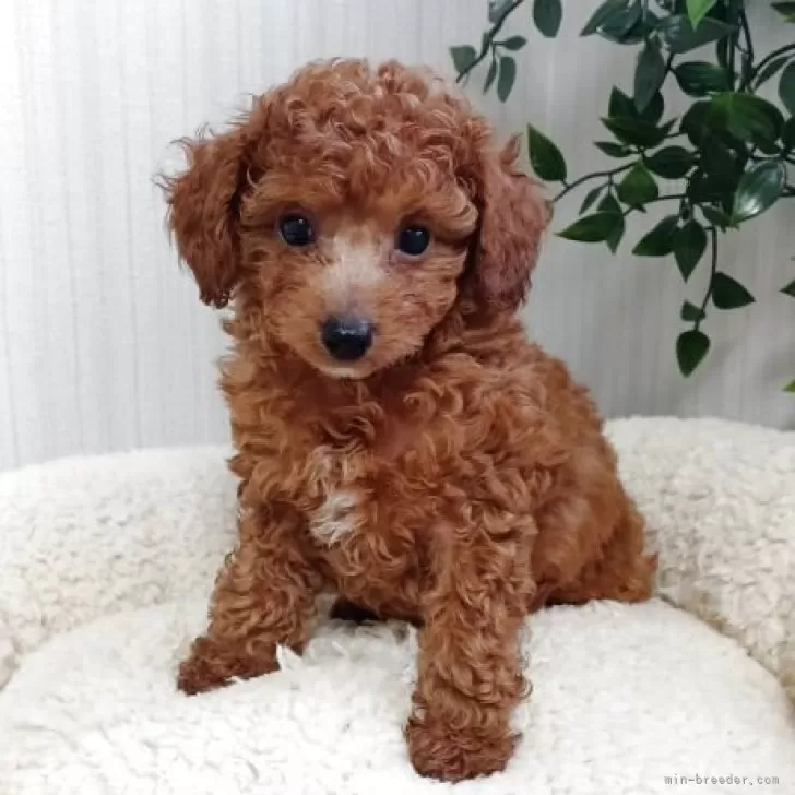 ID:2504-05120の子犬