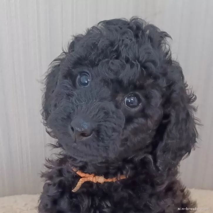 ID：2501-01492の子犬