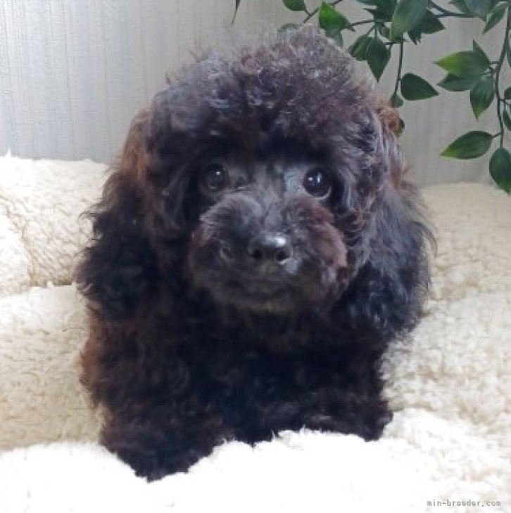 ブリーダー画像