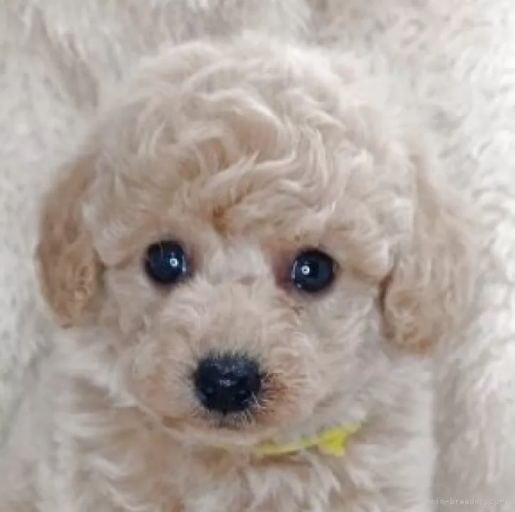 ID：2506-04292の子犬