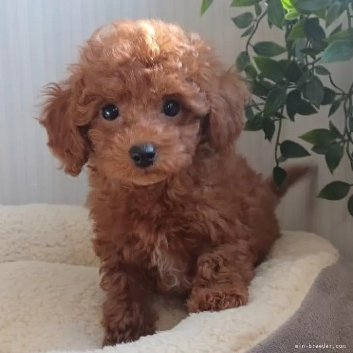 ID:2411-05575の子犬