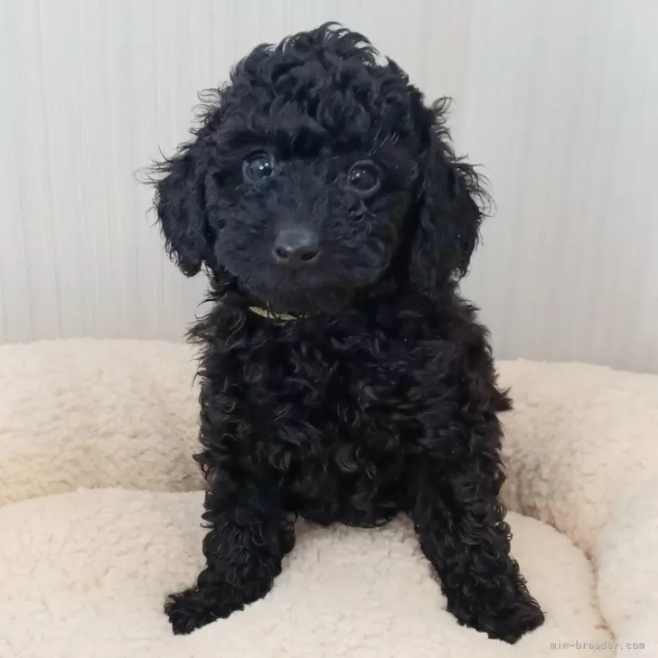 ID:2501-01493の子犬