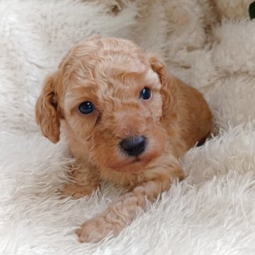 トイプードル(トイ)【大阪府・女の子・2025年10月18日・レッド・フォーン】の写真「遺伝子検査3項目発症しません」