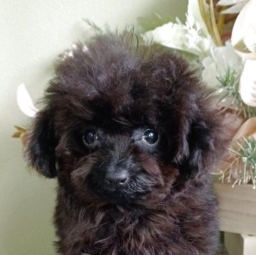 トイプードル(ティーカップ)【大阪府・女の子・2025年8月9日・ブラック】の写真「遺伝子検査3項目発症しません」