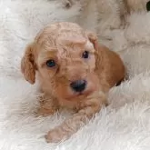 トイプードル(トイ)