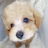 タイニープードル
