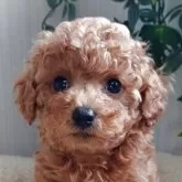 ティーカッププードル【大阪府・女の子・2025年2月27日・レッド・フォーン】の写真1