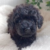 トイプードル(トイ)