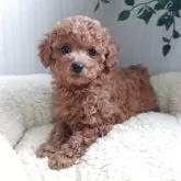 ティーカッププードル【大阪府・女の子・2025年2月27日・レッド・フォーン】の写真5