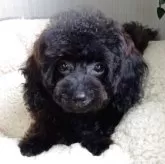 トイプードル(トイ)【大阪府・女の子・2025年2月17日・ブラック(ブリンドル)】の写真3