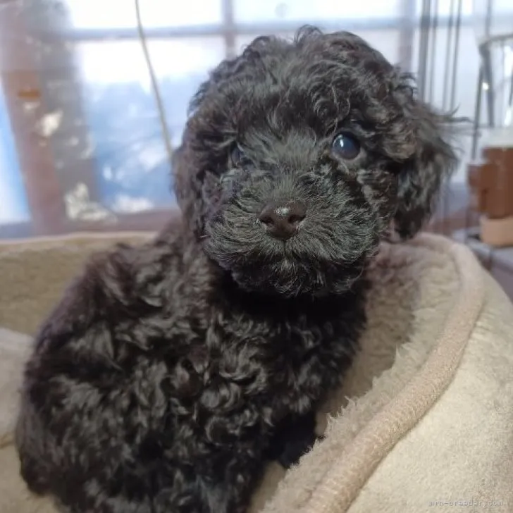 C.K 様のお迎えした子犬