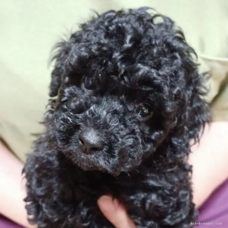 ID：2205-02252の子犬