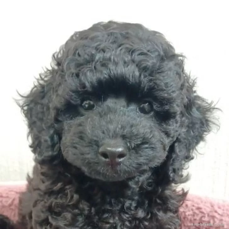 ID：2406-02214の子犬