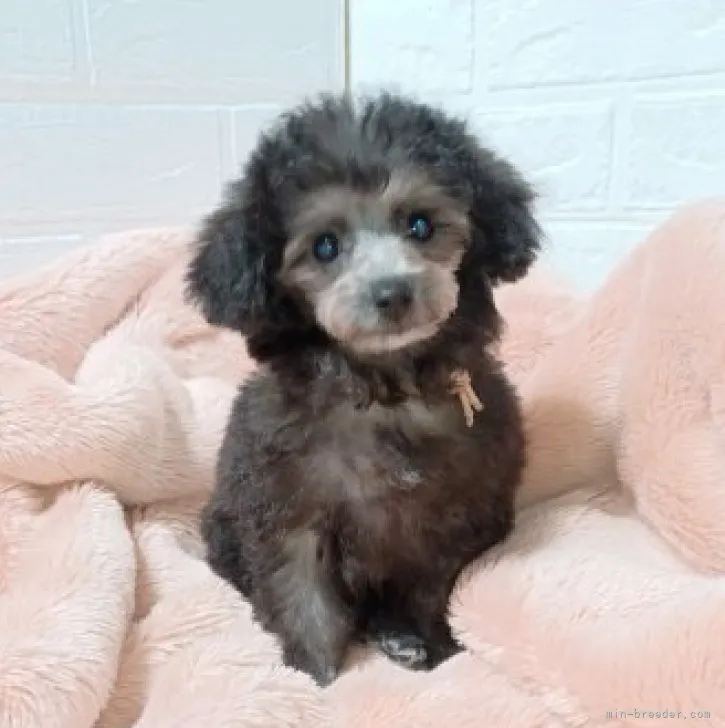 セラ 様のお迎えした子犬