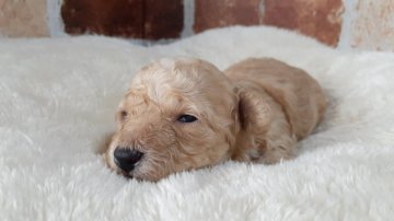 トイプードル(タイニー)【大阪府・男の子・2021年5月28日・クリーム】の写真「チャンピオン犬孫 pra発症しません」