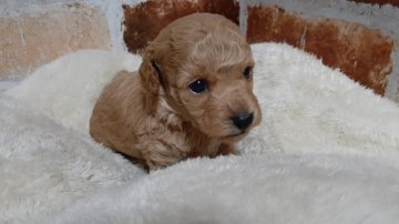 トイプードル(トイ)【大阪府・男の子・2021年6月9日・アプリコット】の写真「チャンピオン犬孫 pra発症しません」