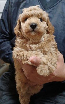 トイプードル(トイ)【大阪府・男の子・2022年2月8日・アプリコット】の写真「チャンピオン犬孫 3項目発症しません」