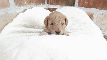 トイプードル(トイ)【大阪府・男の子・2021年6月9日・レッド】の写真「チャンピオン犬孫 pra発症しません」