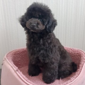 トイプードル(タイニー)【大阪府・女の子・2024年2月23日・ブラック】の写真「遺伝子検査3項目発症しません」