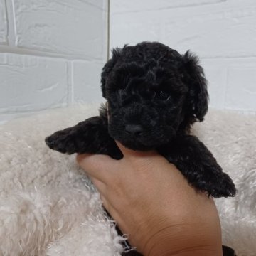 トイプードル(トイ)【大阪府・女の子・2023年8月13日・ブラック】の写真「良血統！遺伝子検査3項目発症しません。」
