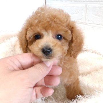 トイプードル(タイニー)【大阪府・男の子・2024年7月5日・レッド】の写真「遺伝子検査3項目発症しません」