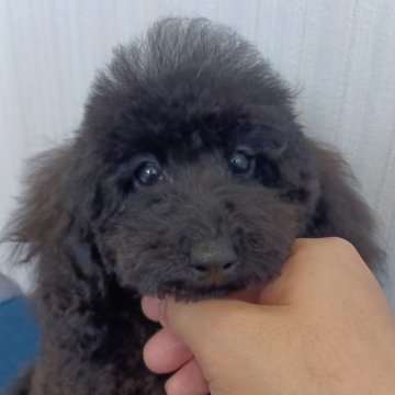 トイプードル(タイニー)【大阪府・女の子・2024年5月18日・ブラック】の写真「遺伝子検査3項目発症しません」