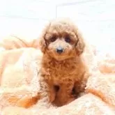 タイニープードル【大阪府・女の子・2023年10月20日・レッド】の写真1