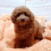 タイニープードル【大阪府・女の子・2023年10月20日・レッド】の写真5