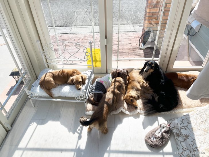 みんながたくさん日向ぼっこ出来るように、サンルームを増設しました🏠｜水野　江里紗(みずの　えりさ)ブリーダー(埼玉県・ミニチュアダックスフンド(ロング)など・JKC登録)の紹介写真3