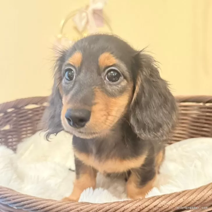 カニンヘンダックスフンド(ロング)【埼玉県・男の子・2025年8月23日・ブラウンタン】の写真1