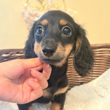 カニンヘンダックスフンド(ロング)【埼玉県・女の子・2025年8月23日・ブラックタン】の写真「ダックス専門🐶🩷お目目ぱっちりベビーフェイス」
