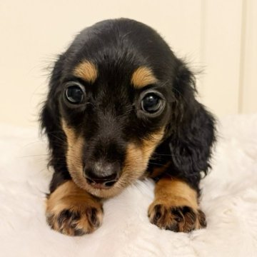 カニンヘンダックスフンド(ロング)【埼玉県・女の子・2025年8月23日・ブラックタン】の写真「ダックス専門🐶🩷お目目ぱっちり童顔な女の子」