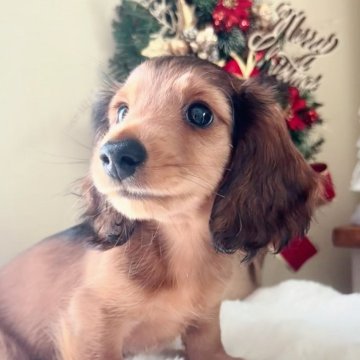 ミニチュアダックスフンド(ロング)【埼玉県・男の子・2025年10月2日・レッド】の写真「ダックス専門ブリーダー🐶✨王道カラーの男の子👑」