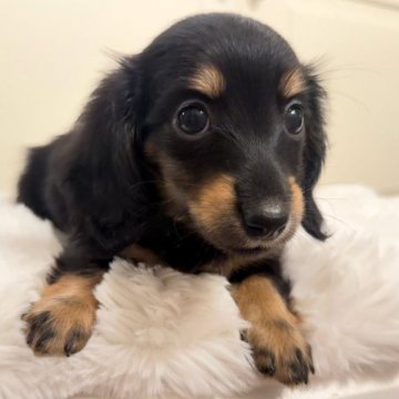 カニンヘンダックスフンド(ロング)【埼玉県・女の子・2025年7月19日・ブラックタン】の写真「ダックス専門ブリーダー🐶🎀 可愛い女の子💗」