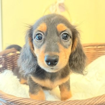 カニンヘンダックスフンド(ロング)【埼玉県・男の子・2025年8月23日・ブラウンタン】の写真「ダックス専門🐶✨穏やかな男の子🍀」