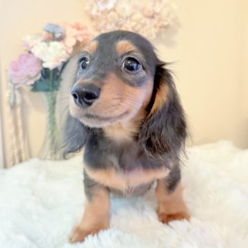 カニンヘンダックスフンド(ロング)【埼玉県・男の子・2025年8月23日・ブラウンタン】の写真「ダックス専門🐶✨性格イチオシです💛」