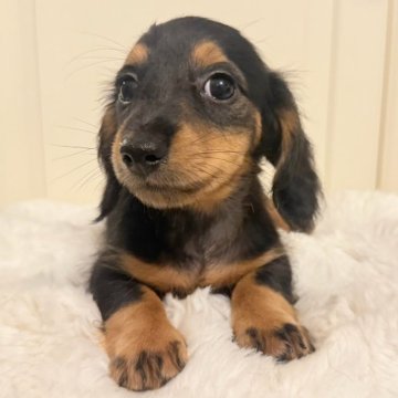 カニンヘンダックスフンド(ロング)【埼玉県・男の子・2025年8月23日・ブラックタン】の写真「ダックス専門🐶❣️穏やかな男の子👑」
